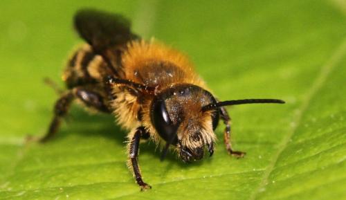 Osmia sp.